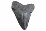 Fossil Megalodon Tooth - South Carolina #371786-2